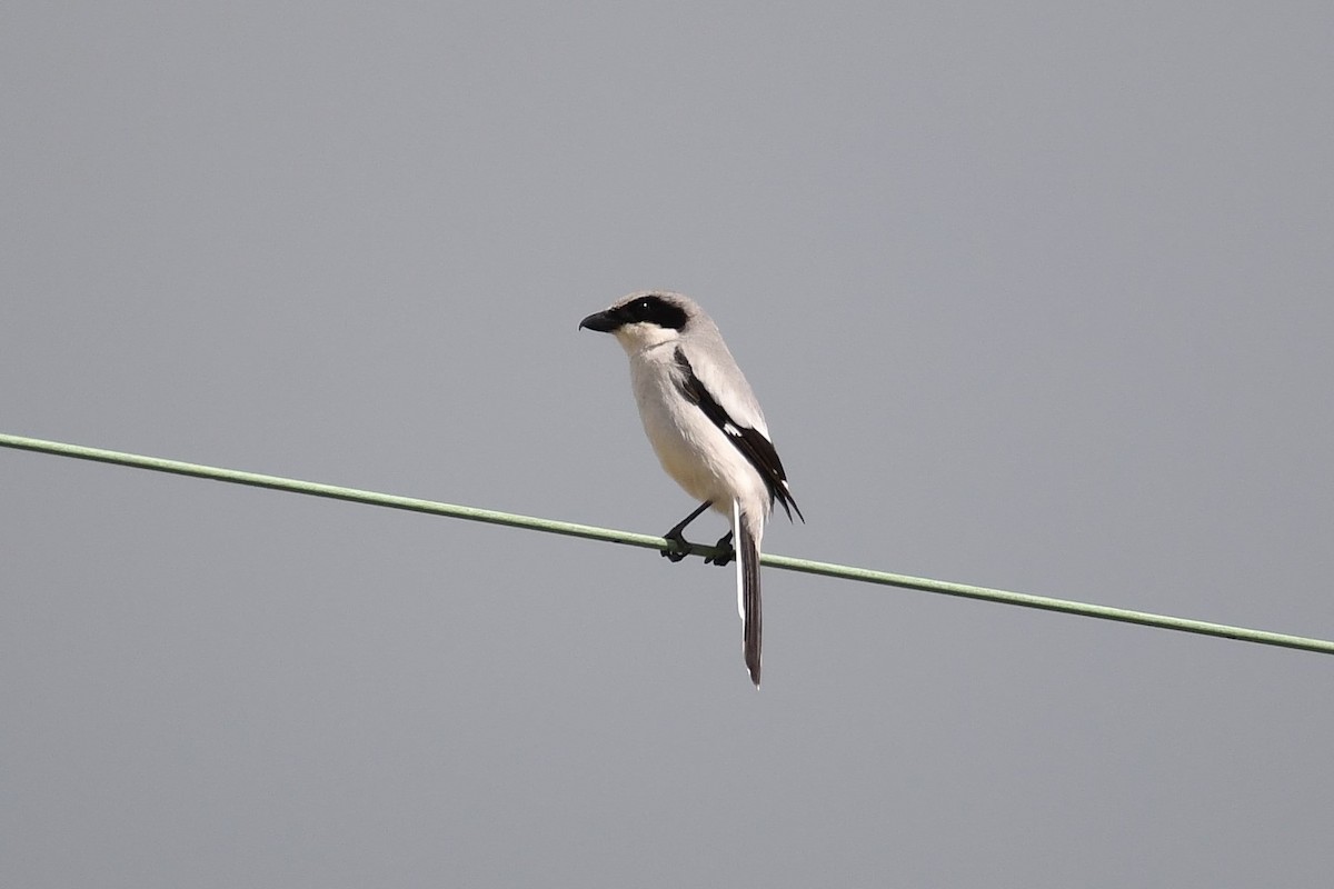 Loggerhead Shrike - ML152577961