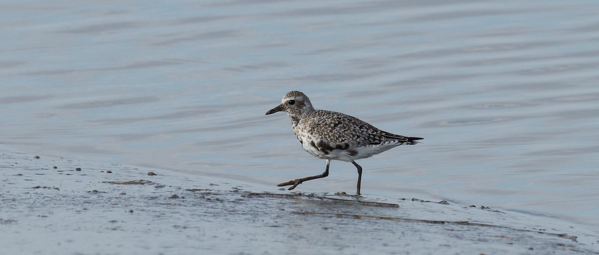 Black-bellied Plover - ML152579031