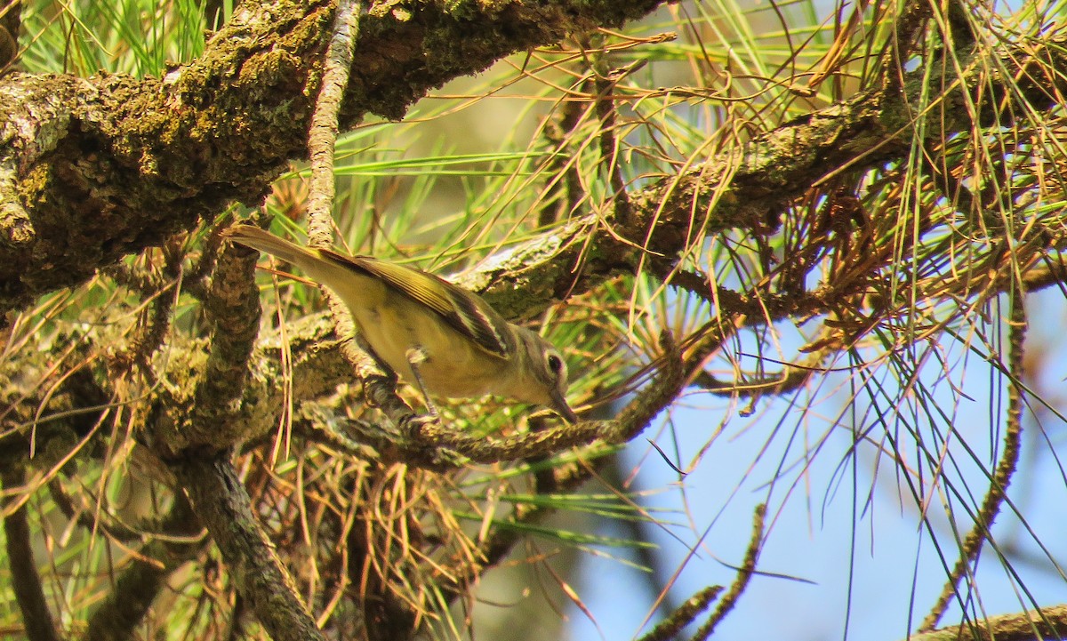 Plumbeous Vireo (Central American) - Denilson  Ordoñez