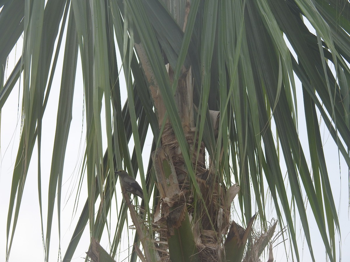 Tangara des palmiers - ML152583101