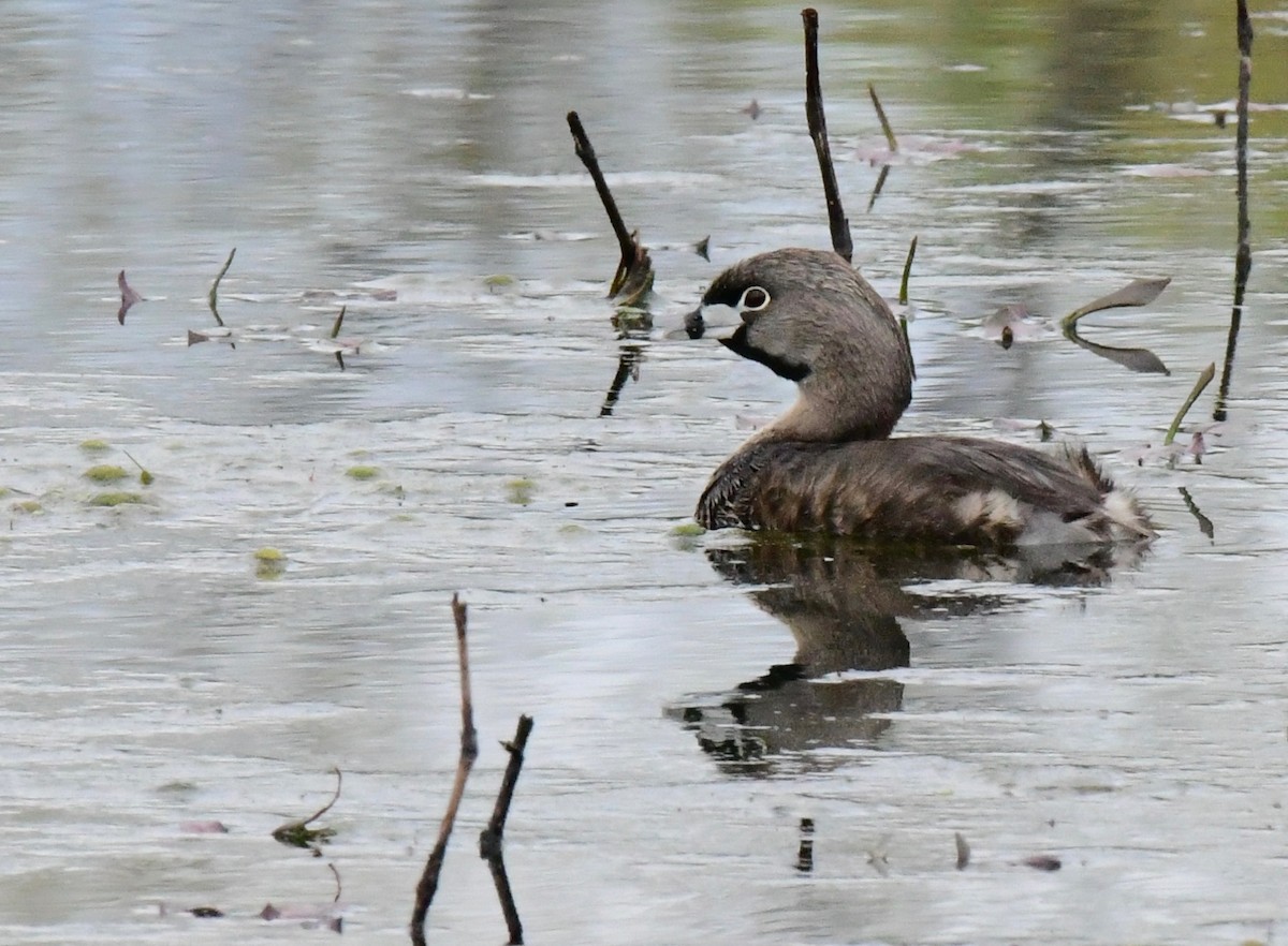 Pied-billed Grebe - ML152583681