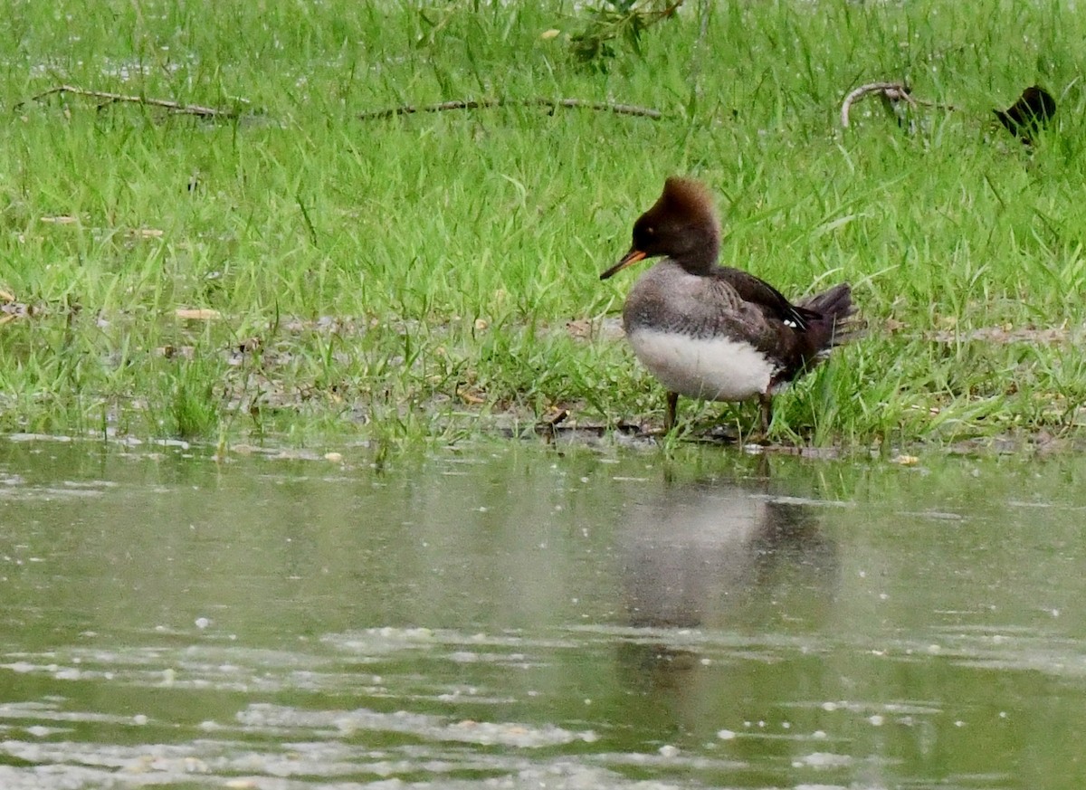 Hooded Merganser - ML152583921