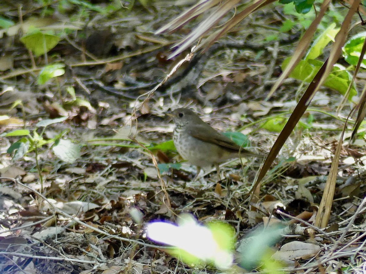 Gray-cheeked Thrush - ML152584071