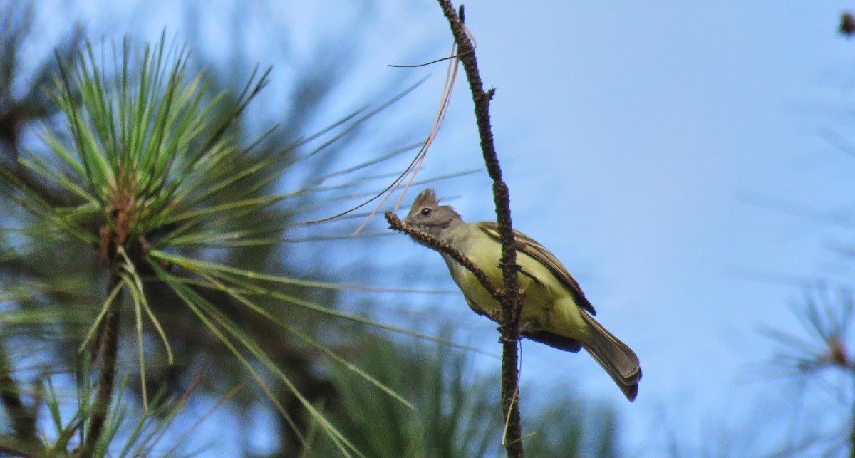 Yellow-bellied Elaenia - ML152584621