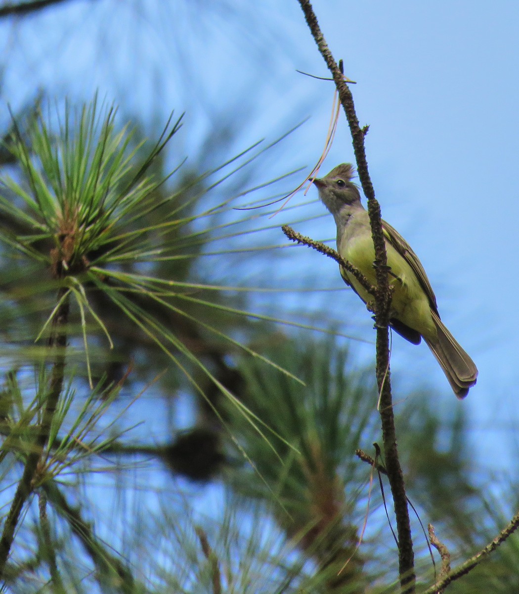 Yellow-bellied Elaenia - ML152584731