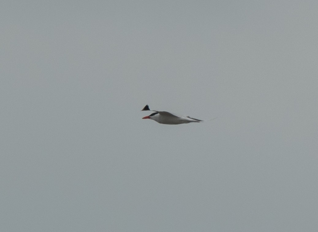 Caspian Tern - Peggy Scanlan