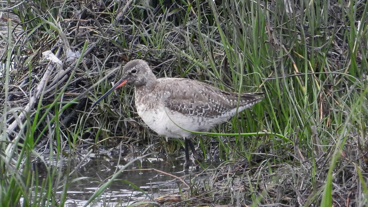 Spotted Redshank - Chencho Fdez Fdez