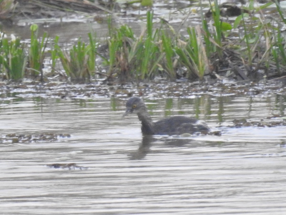 Least Grebe - Eduardo Rafael  Lázaro Arroyo