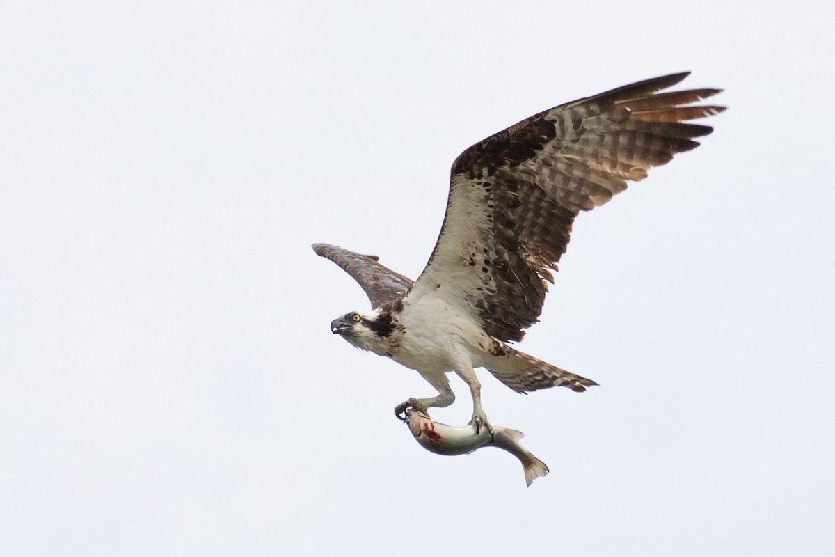 Osprey - ML152595121