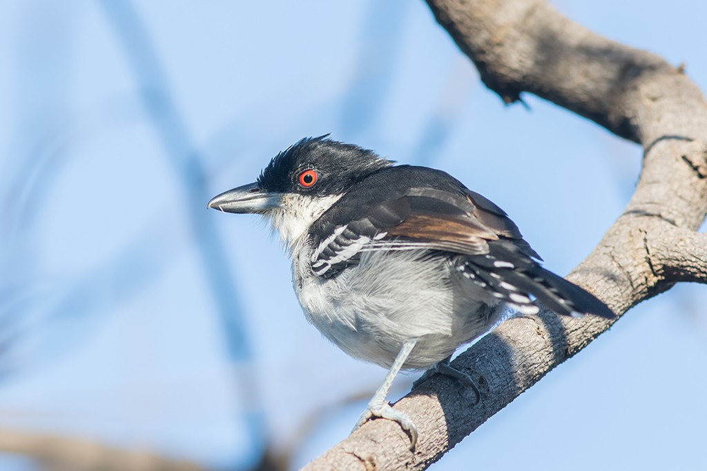 Great Antshrike - ML152596481