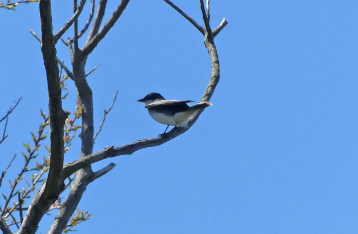 Eastern Kingbird - ML152598721