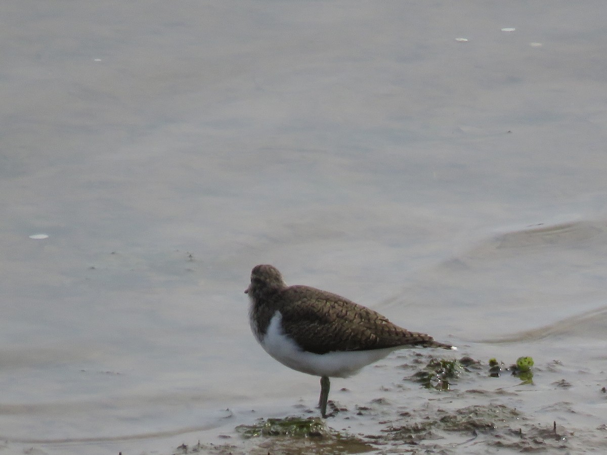 Common Sandpiper - ML152598961