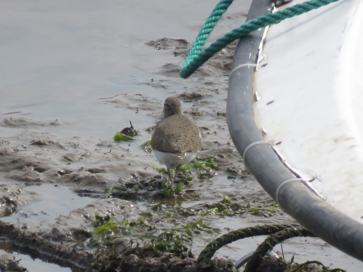 Common Sandpiper - ML152599091