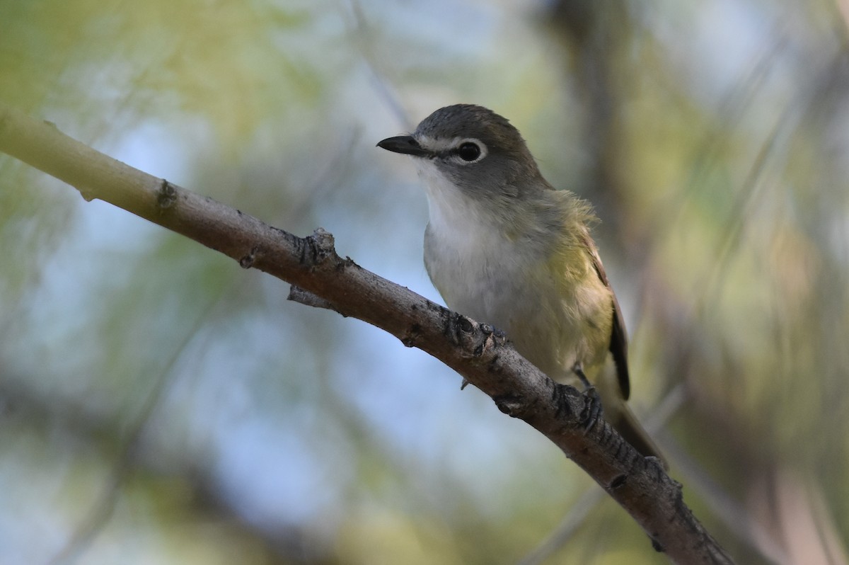 Cassin's Vireo - ML152599641