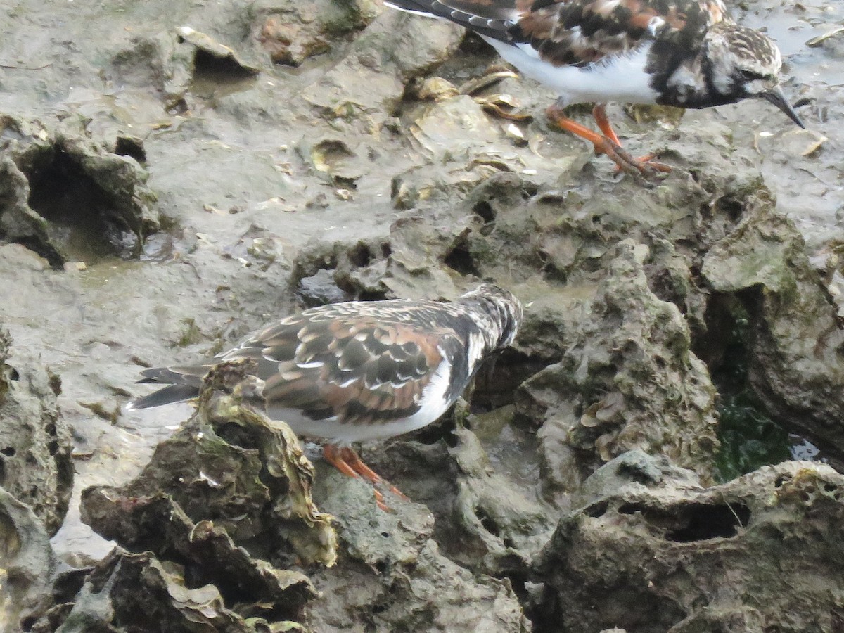 Ruddy Turnstone - ML152600041