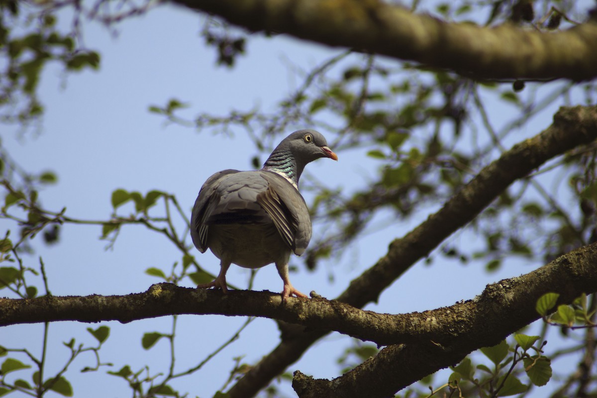 Common Wood-Pigeon - ML152600191