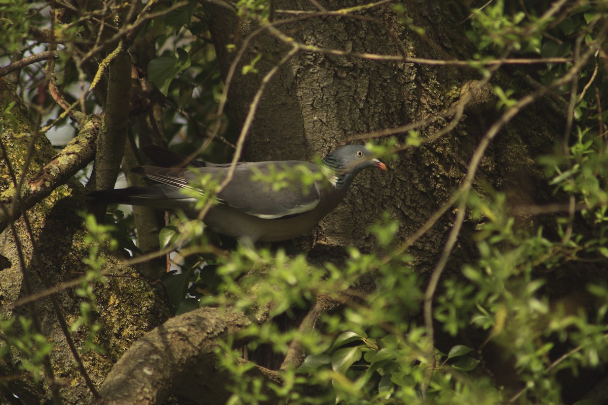 Common Wood-Pigeon - ML152600221