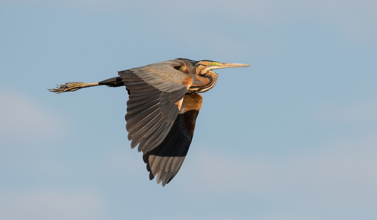 Purple Heron - Rui Pereira | Portugal Birding