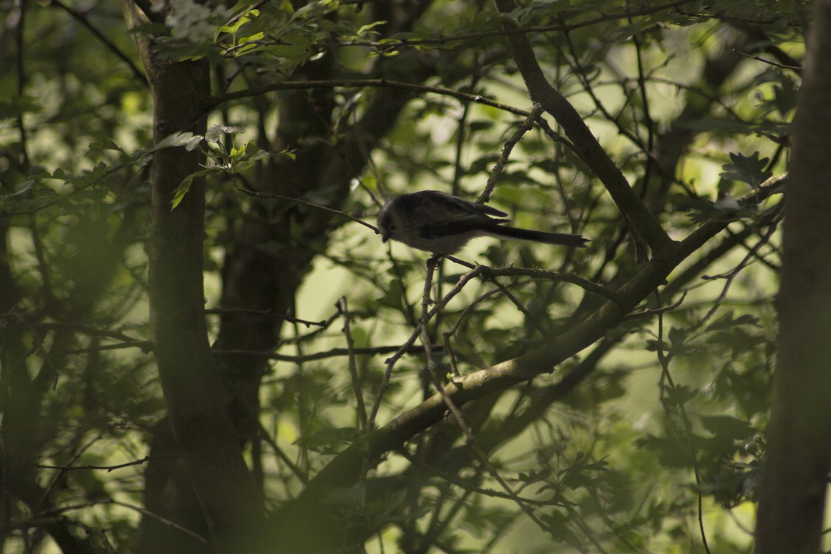 Long-tailed Tit - ML152600621