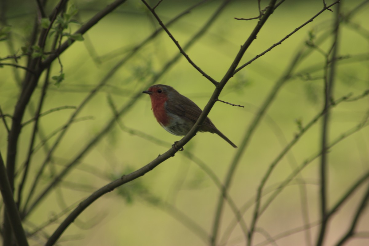 European Robin - ML152600941