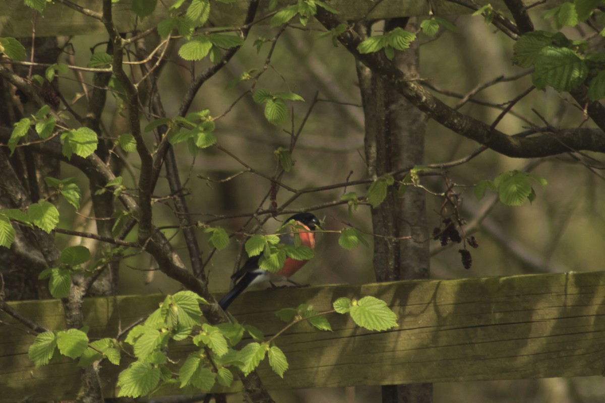 Eurasian Bullfinch - ML152601281