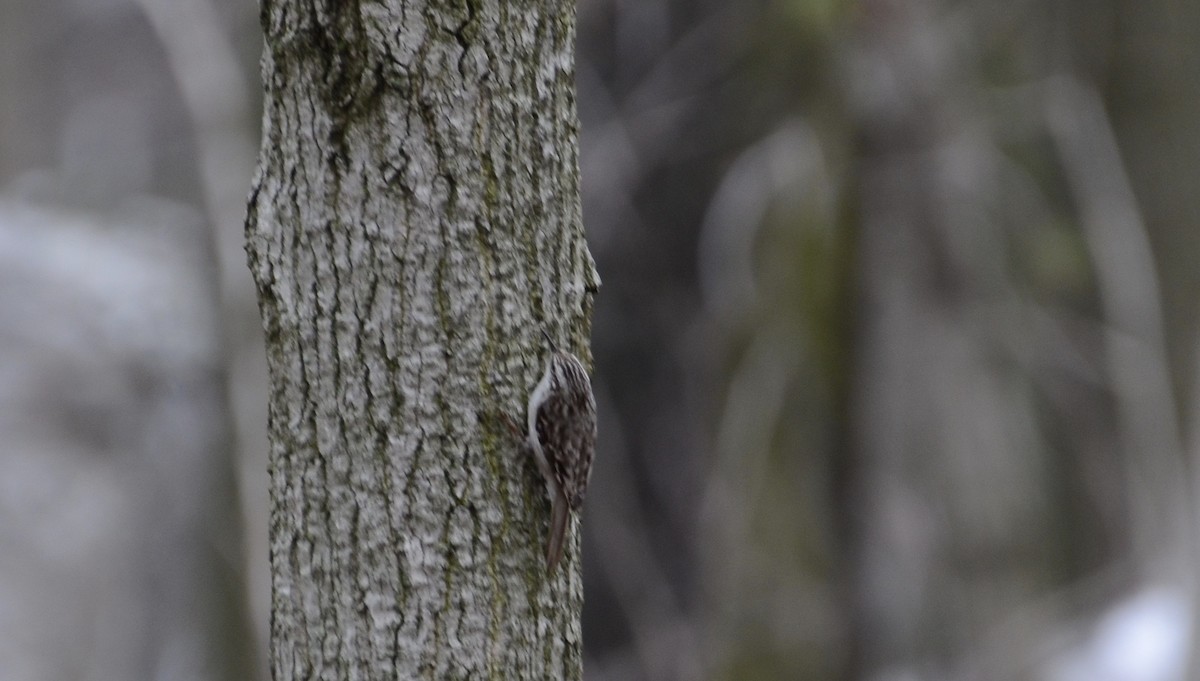 Brown Creeper - ML152601521