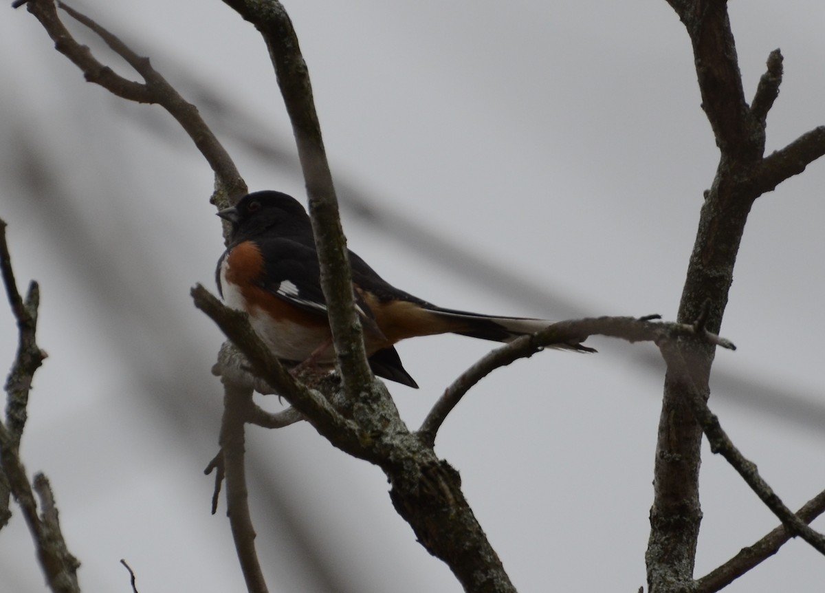 Eastern Towhee - ML152601551