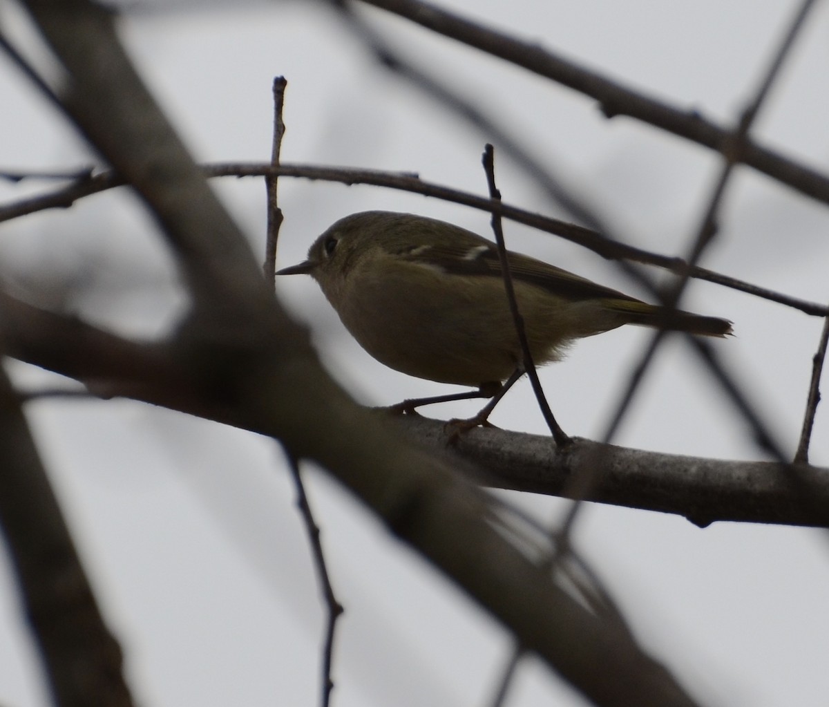 Ruby-crowned Kinglet - ML152601611