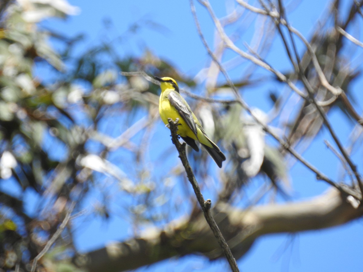 Yellow-browed Tyrant - ML152604241