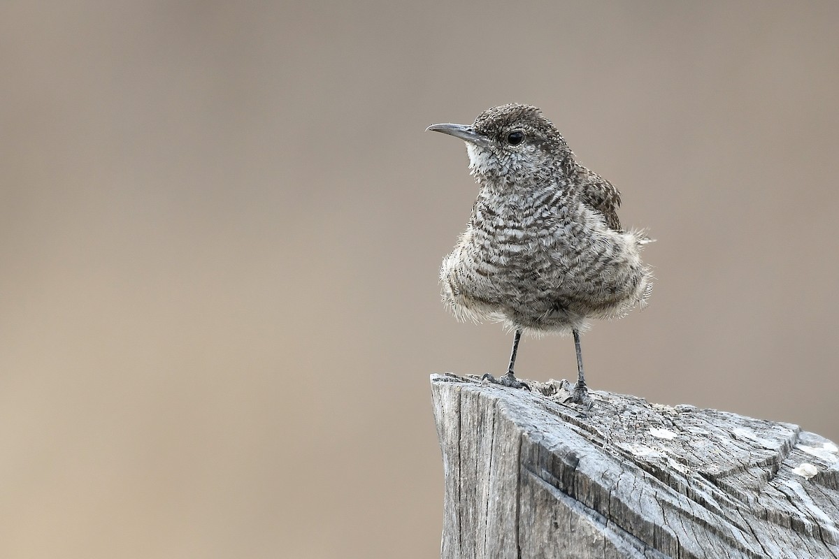 Rock Wren - ML152604451