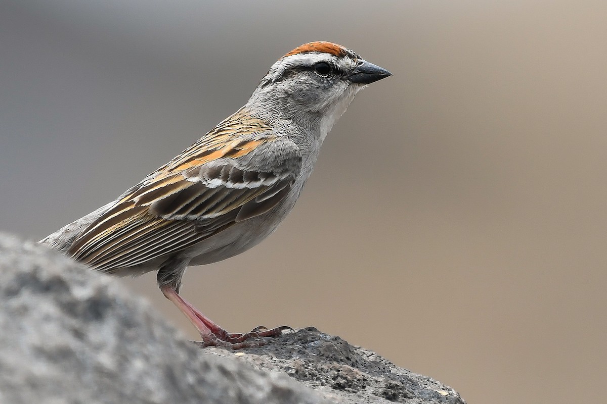 Chipping Sparrow - ML152604511