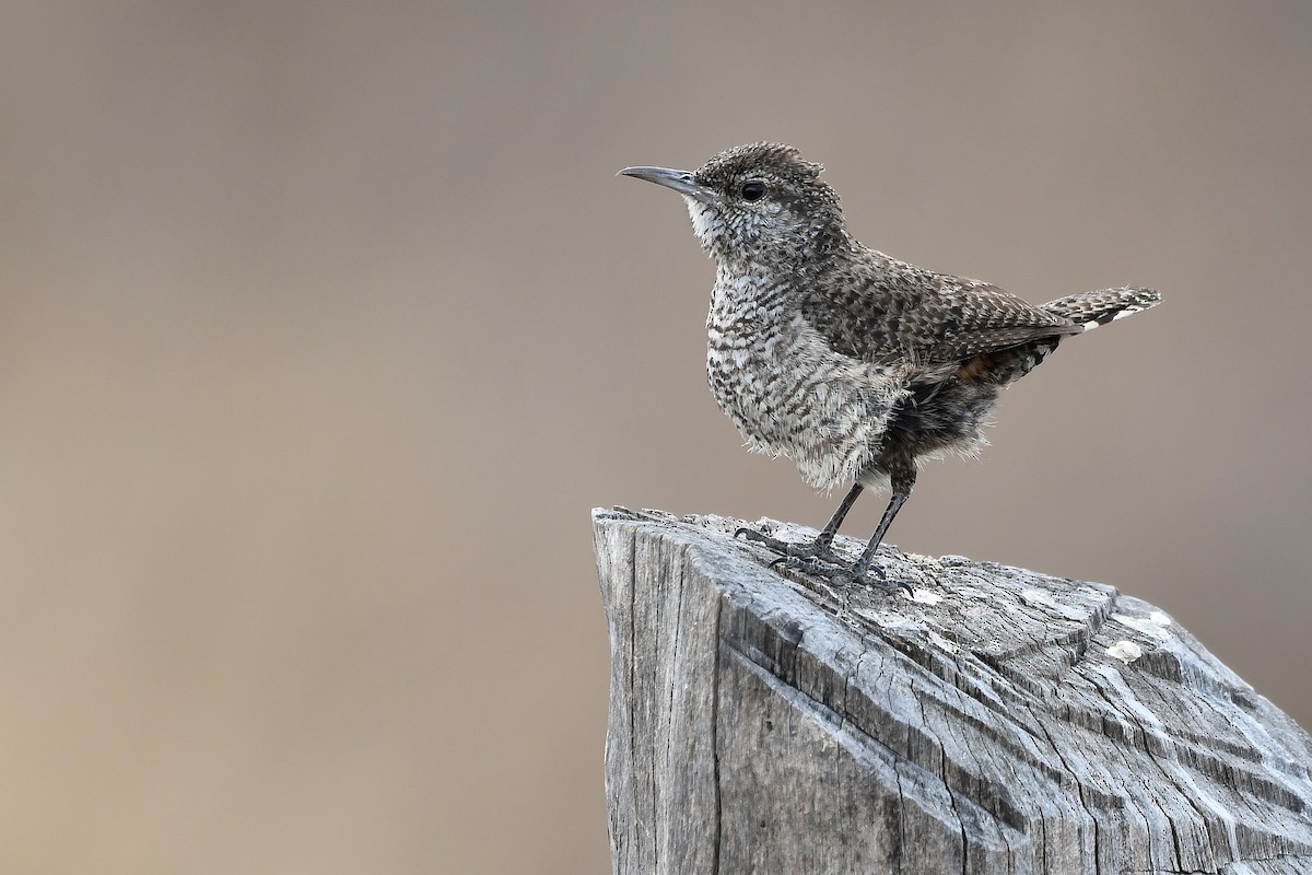 Rock Wren - ML152604571