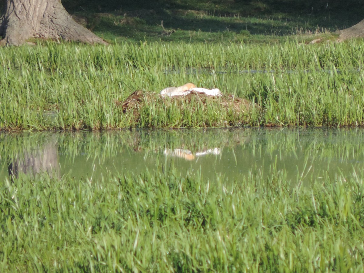 Mute Swan - ML152604581