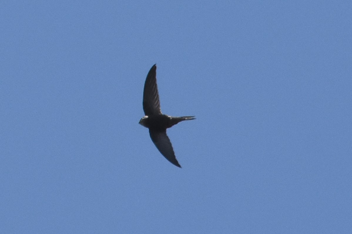 Plain Swift - ML152604701