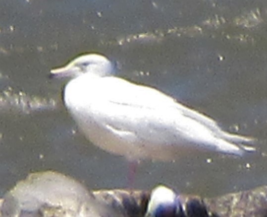 Glaucous Gull - ML152605111