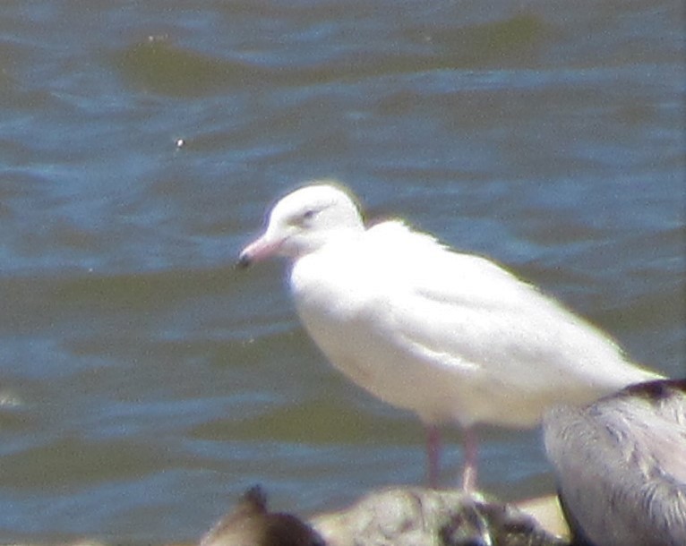 Glaucous Gull - ML152605121