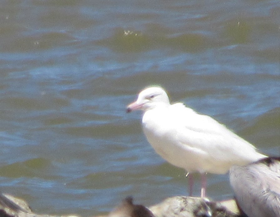 Glaucous Gull - ML152605131