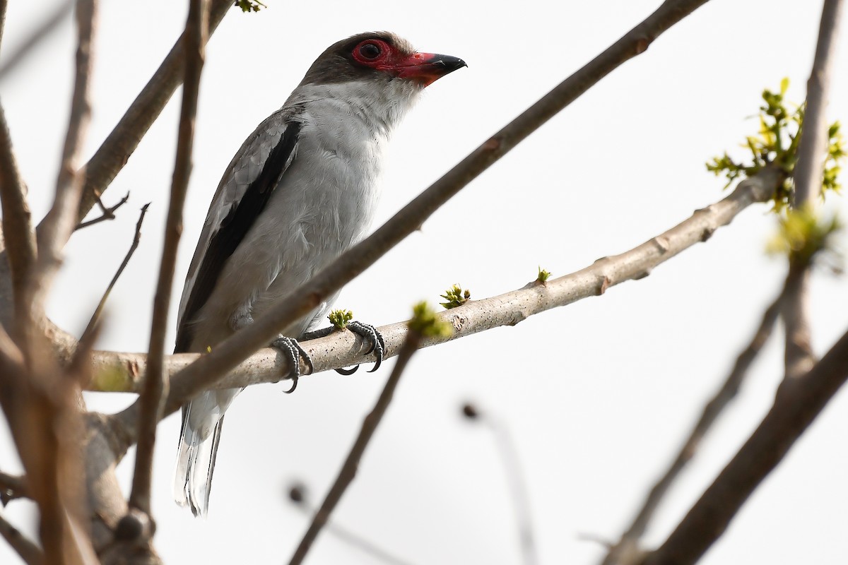 Masked Tityra - ML152605211