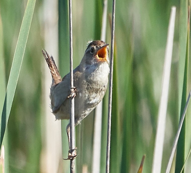 Marsh Wren - ML152605401