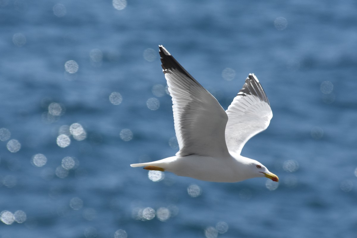 Yellow-legged Gull - Andrew Dobson