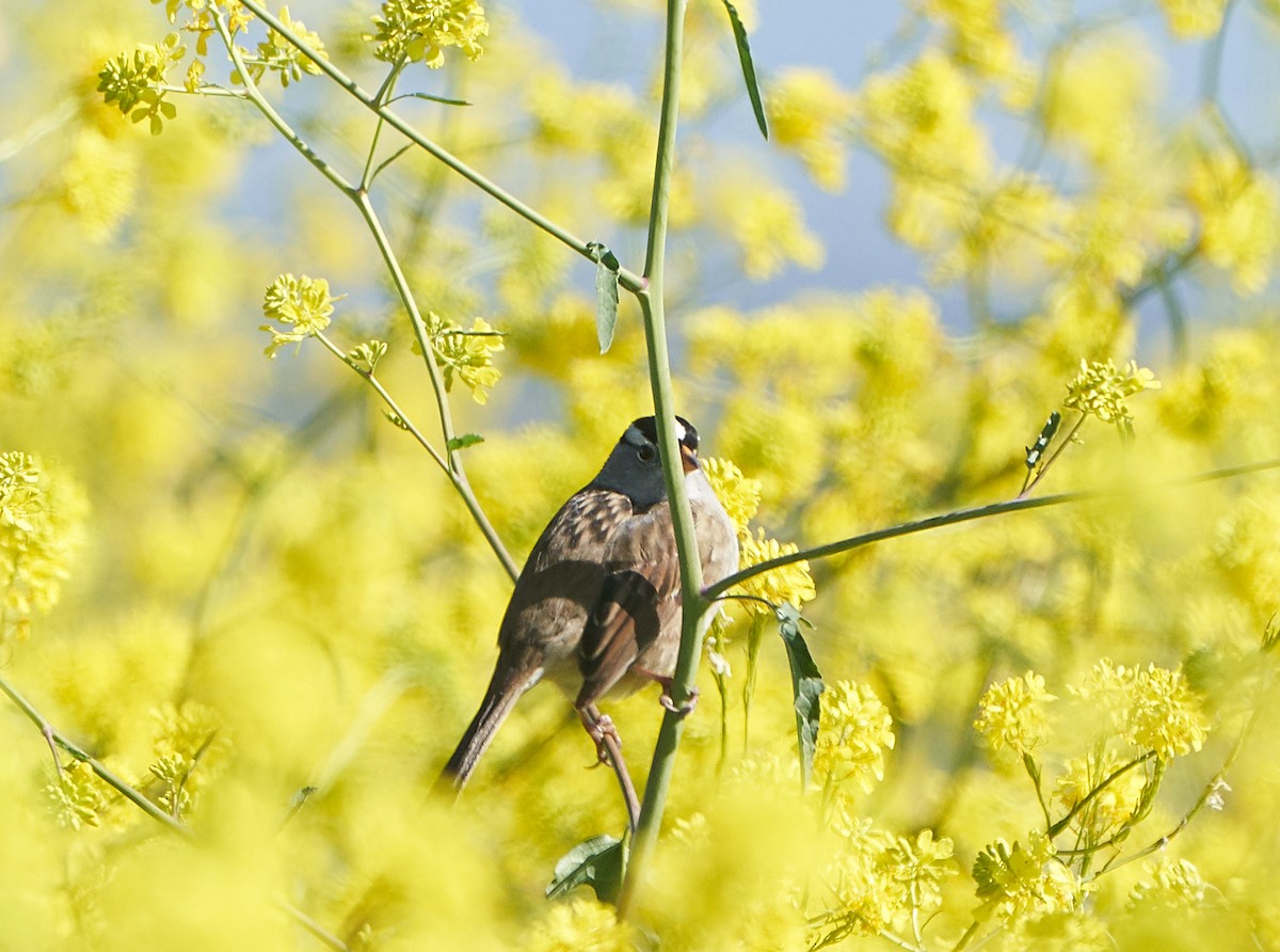 White-crowned Sparrow - ML152605471