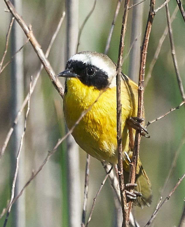 Common Yellowthroat - ML152605561