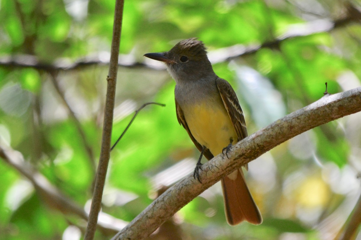 Great Crested Flycatcher - ML152606821