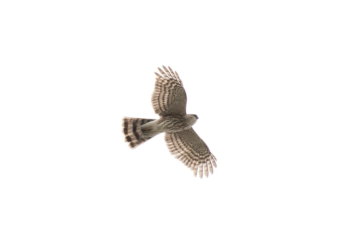 Sharp-shinned Hawk - ML152608401