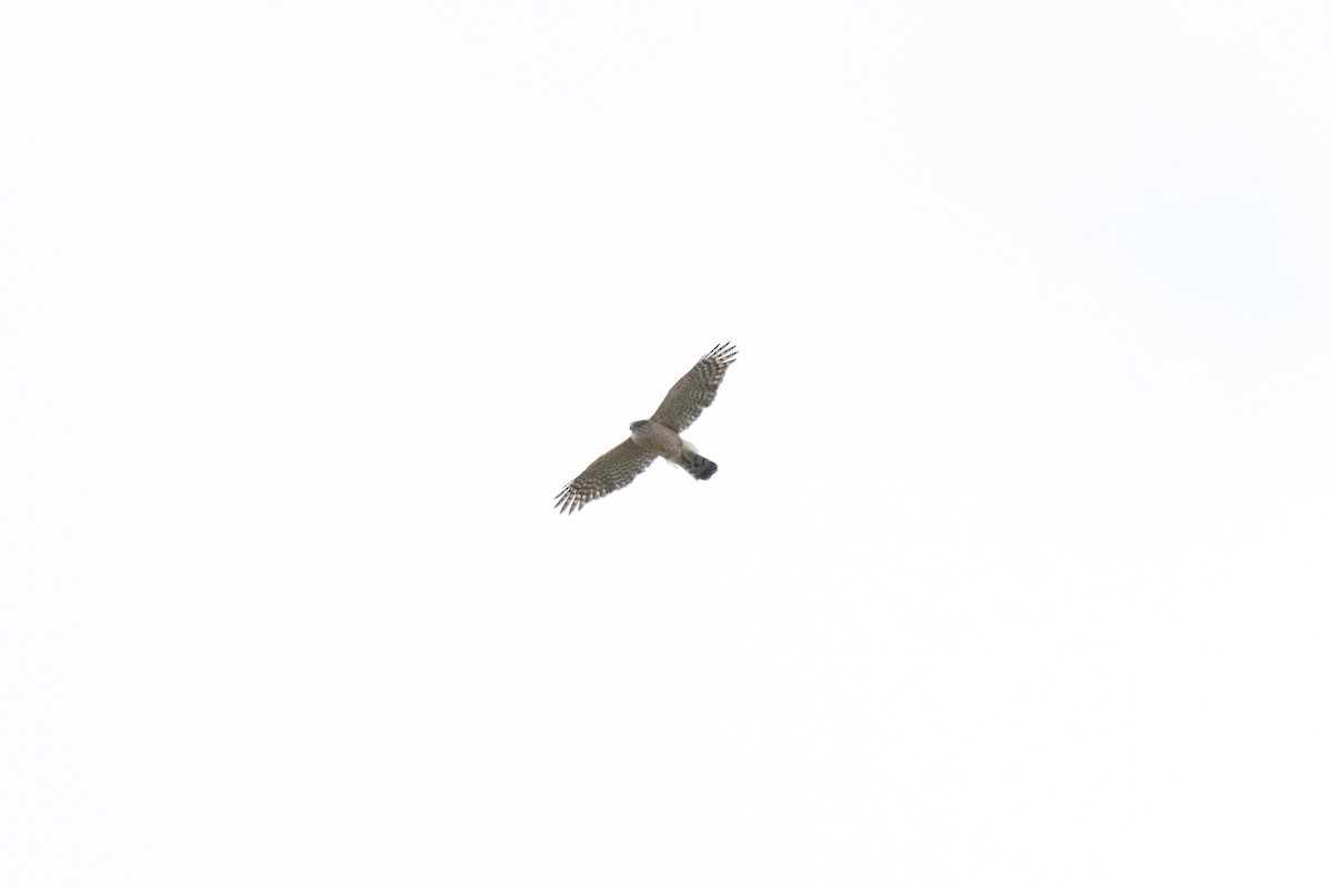 Sharp-shinned Hawk - ML152608431