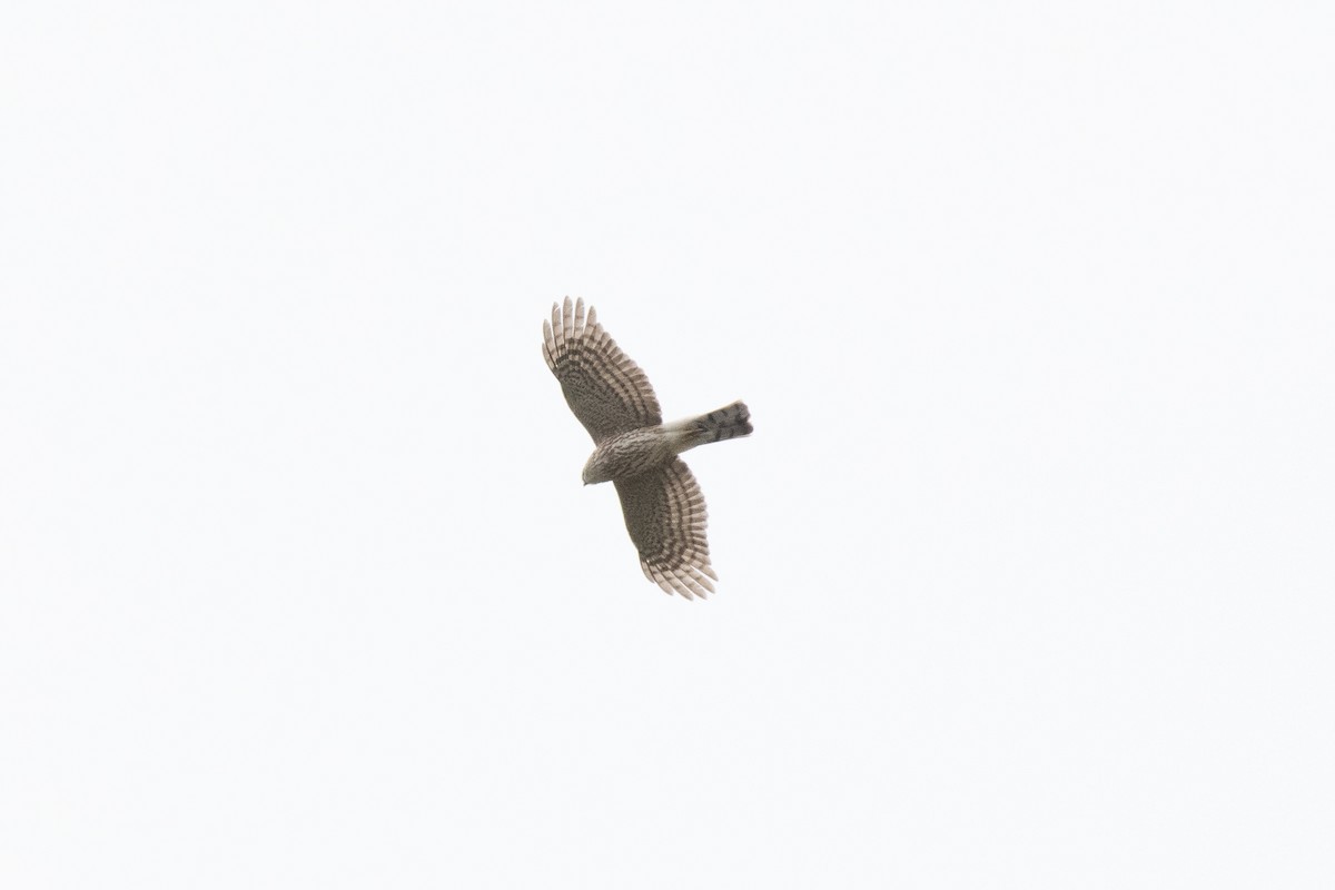 Sharp-shinned Hawk - ML152608441