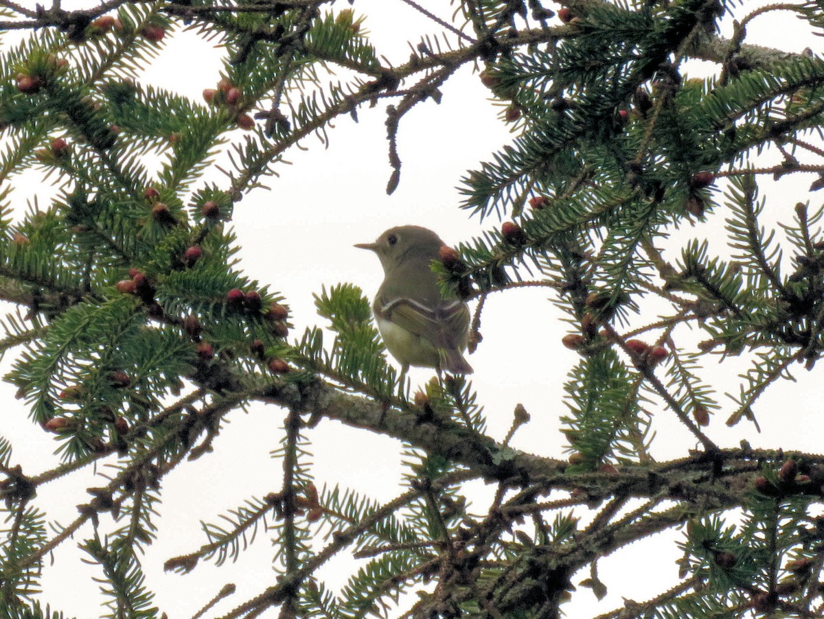 Ruby-crowned Kinglet - Glenn Wilson