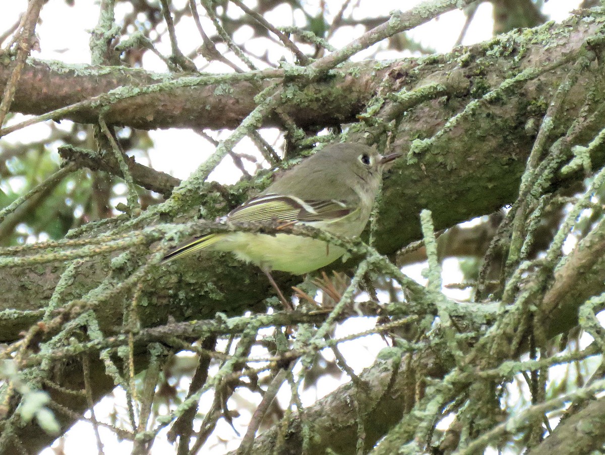 Ruby-crowned Kinglet - Glenn Wilson