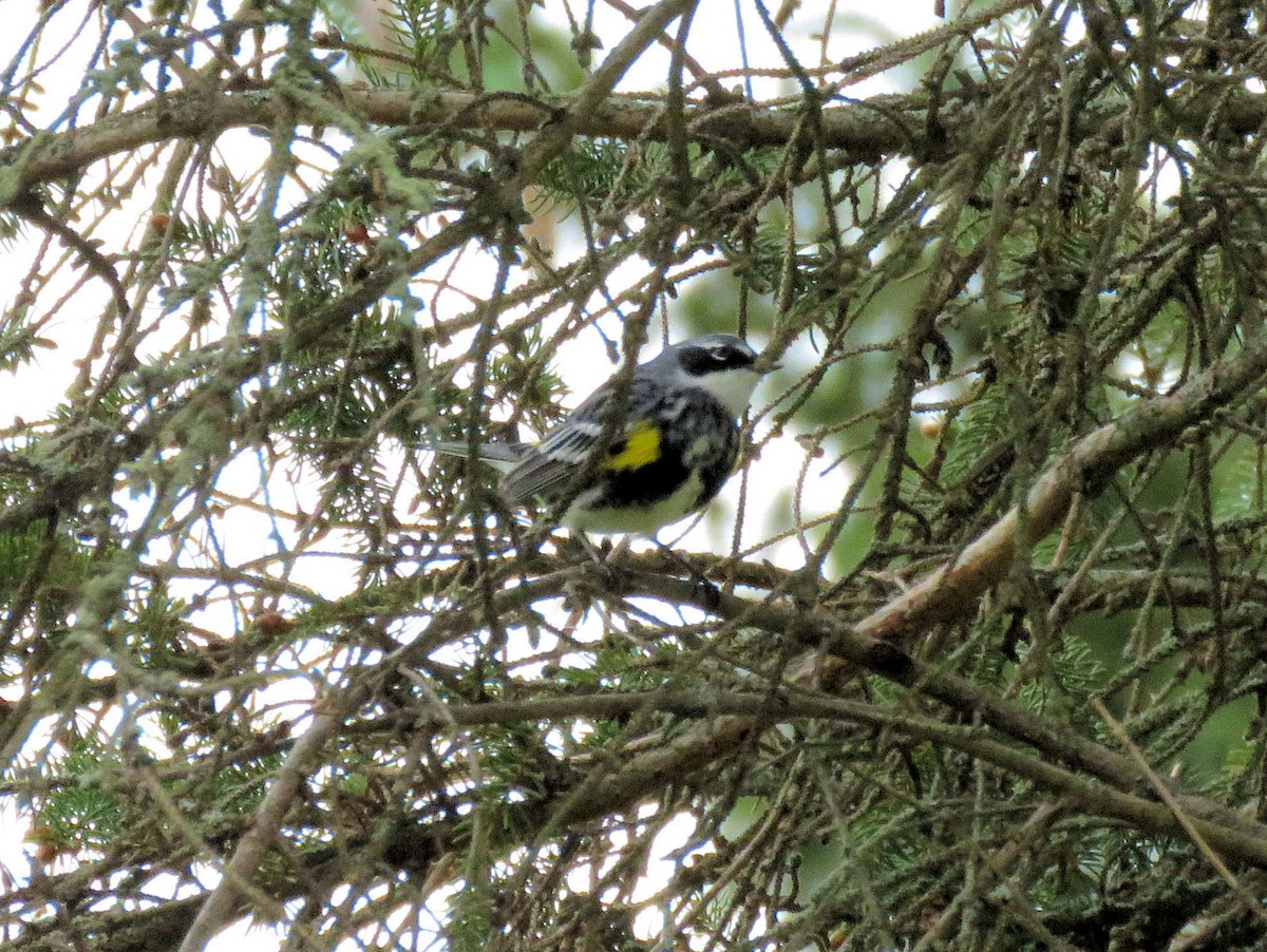 Yellow-rumped Warbler (Myrtle) - Glenn Wilson