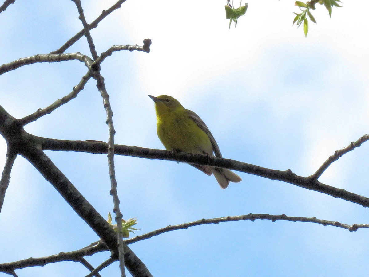 Pine Warbler - ML152609181